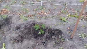 Размножаю Ежевику «НАТЧЕЗ».  15 сентября 2021г.
