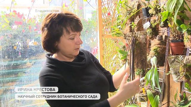 Как почувствовать весну и получить эстетическое удовольствие во Владивостоке смотреть онлайн