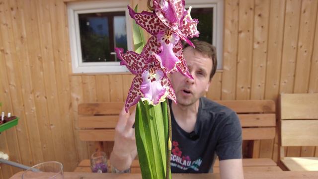 Die Begehrenswerte Schönheit Der Degamoara Purple Princess