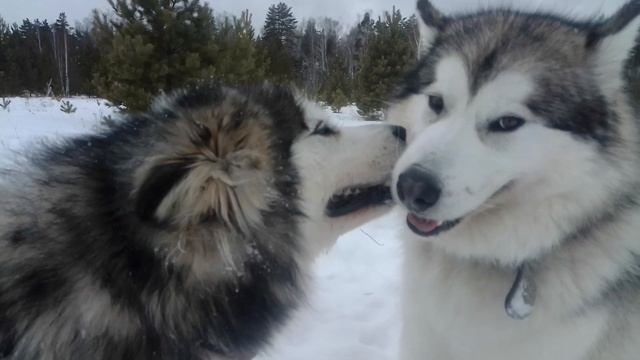 Маламуты, интелегентная борьба за Кость смотреть онлайн