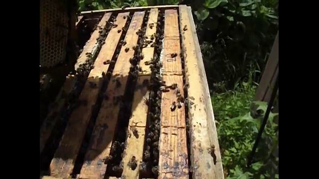 продаю майский мед в сотах в Подмосковье - урожай 2016 года смотреть онлайн