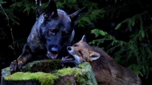 Каждый день собака убегает в лес, проследив за ней, хозяин не поверил своим глазам смотреть онлайн