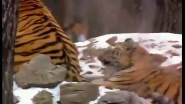 800 pound Tigers   Amazing Documentary   Amur Tigers