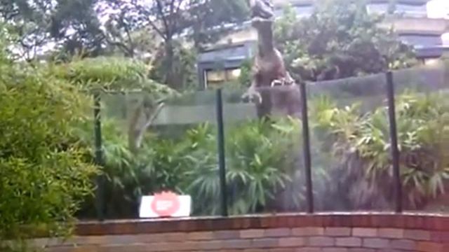 Парк Юрского Периода в Австралии. Плевок Тираннозавра смотреть онлайн