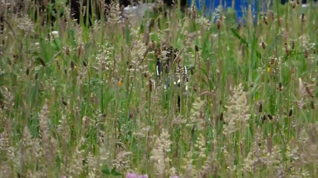 What is a group of Magpies called? смотреть онлайн