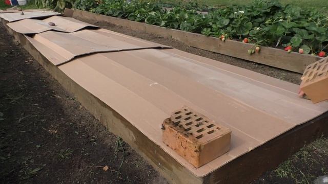 Подготовка грядки для чеснока/ Обзор сортов чеснока/ #garlic