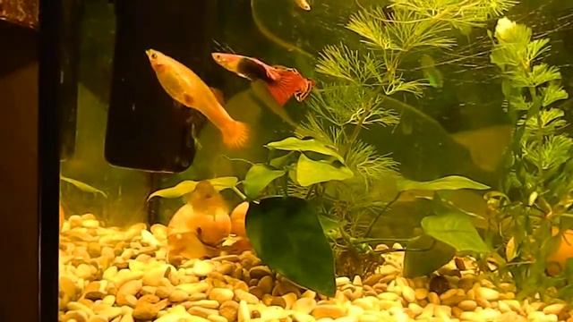 Гуппи. Самцы пристают к самкам. смотреть онлайн