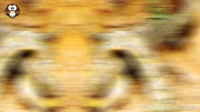 Detik-Detik Ular Python Raksasa Terekam Kamera Telan Komodo Hidup-Hidup.! смотреть онлайн