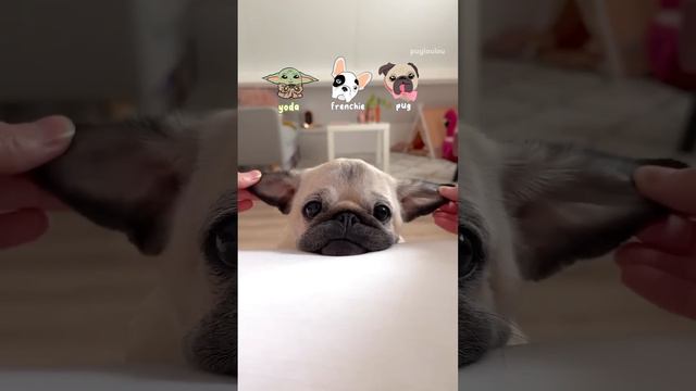 Смешные кошки и собаки 🐶 #животные #смешное_видео смотреть онлайн