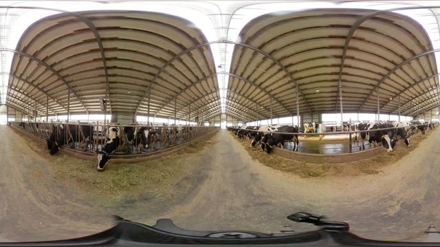 Телятник новотельных коров 360° смотреть онлайн