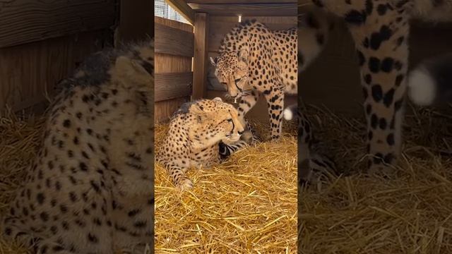 Кошачья любовь бывает тоже)) смотреть онлайн