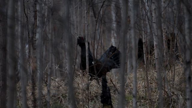 Исчезающие тока глухарей смотреть онлайн