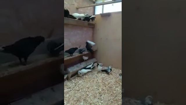 Видео от подписчиков канала МИР БОЙНЫХ ГОЛУБЕЙ !!! Голубеводы из г.Обнинск ,бакинские голуби!!! смотреть онлайн