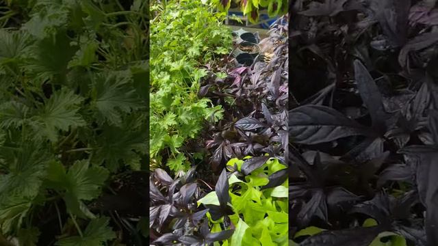 2020 Greenhouse Plants смотреть онлайн