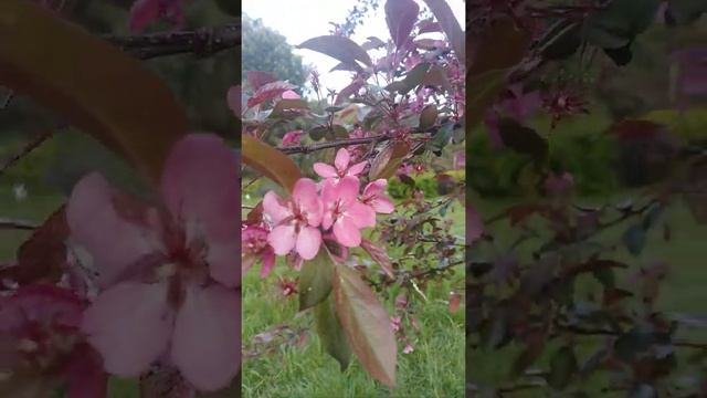 Яблоня ROUALTY с розовыми цветками. смотреть онлайн