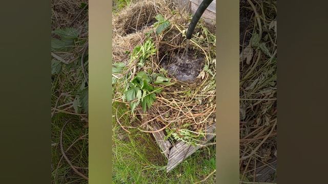 Картофель Уника, посадка 2 способом, в ящики. 20 мая 2023 г. смотреть онлайн