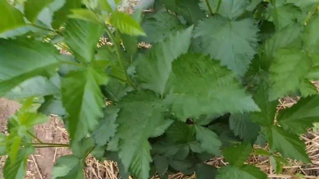 Влог. Дача.Жара 35 гр. Установили опору для пионов.Полю поливаю смотреть онлайн