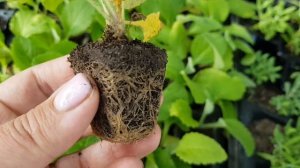 Наперстянка из семян - все этапы выращивания для прекрасного цветения