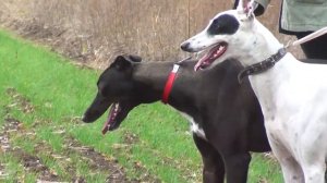 Кущевские испытания борзых собак 10 11 2019г