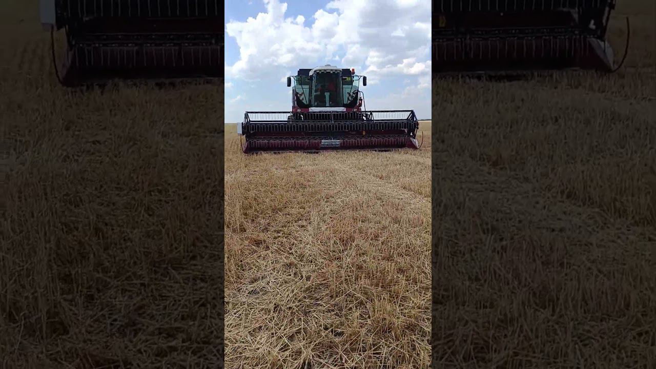 Озимую убрали урожай 23ц/га смотреть онлайн
