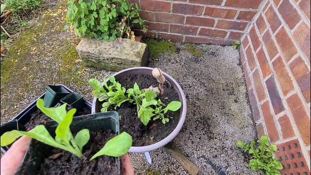 How To Care For Petunias Part 1