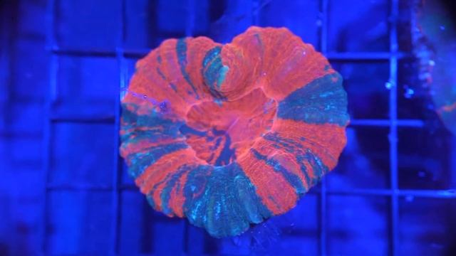 Aquaclear Magnetic Surface Skimmer - AC50/AC70/AC110 смотреть онлайн