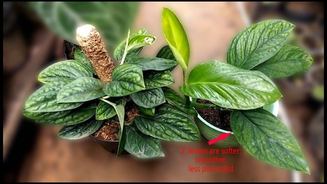 Monstera sp. Peru vs Monstera pinnatipartita смотреть онлайн