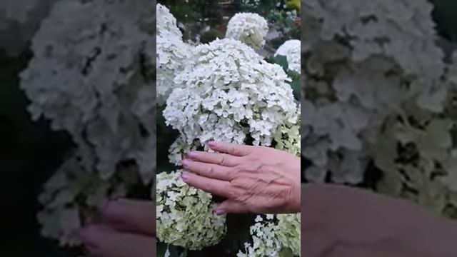 Гортензия Стронг Аннабель в саду Киев смотреть онлайн