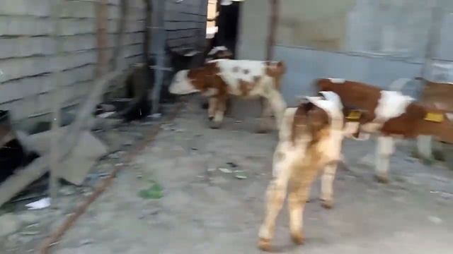 СИММЕНТАЛ БУЗОКЛАР СОТИЛАДИ ТОШКЕНТДА ,903531913 смотреть онлайн