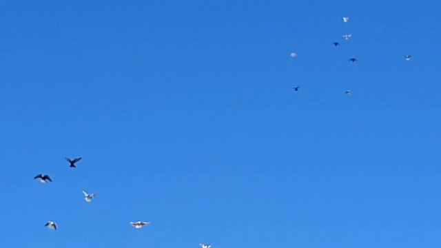 николаевские чубатые голуби. 25.02.2024года.