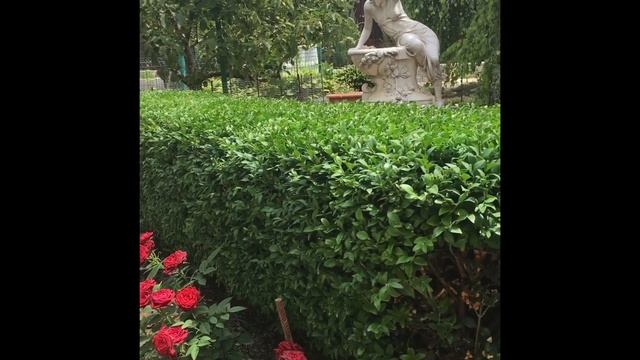 Стрижём самшит, можжевельник и всяко-разно. смотреть онлайн