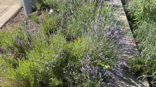英国薰衣草 English Lavendar - 种子开始，第二年就开花了 - 分享一个薰衣草“永生”的小建议 смотреть онлайн