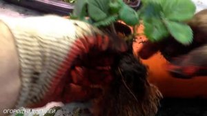 КЛУБНИКА В ТРУБАХ В ТЕПЛИЦЕ ЗИМОЙ,ПОСАДКА КЛУБНИКИ.