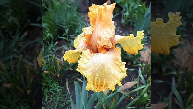 Ирис Манго Танго raycvetov.zakupka.com смотреть онлайн