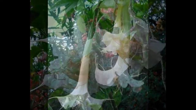 My Brugmansia Jungle here in Australia. смотреть онлайн