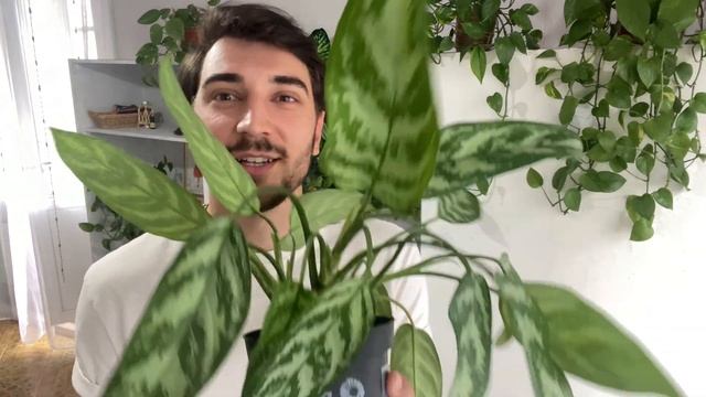 Мега обзор всех комнатных растений с названиями смотреть онлайн