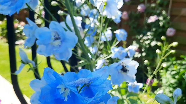 Niebieski I Fioletowy W Ogrodzie. Kwitnące Byliny, Krzewy, Pnącza I Drzewa #ogród