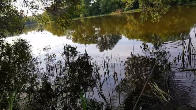 Карась чуть не утащил удочку.... ловлю на червя смотреть онлайн