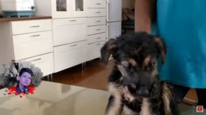 Черви  Живьём Едят Щенка Покусанным Оводом.Спасение Щенка.