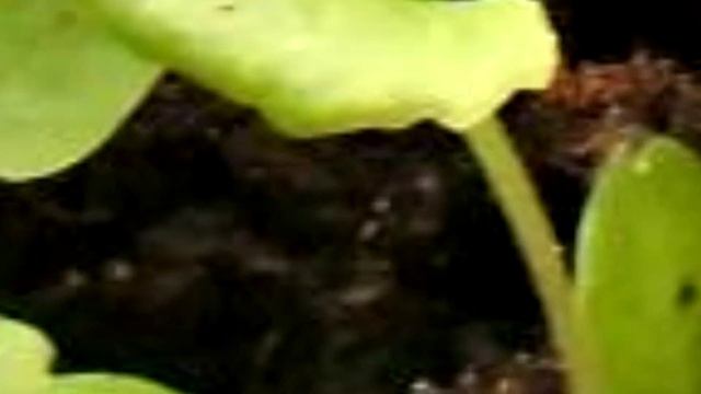 СЕМЕНА ОТ ПРОИЗВОДИТЕЛЯ . СЕЕМ ПРИМУЛУ БЕССТЕБЕЛЬНУЮ И ЕЁ ГИБРИДЫ . Примулы зимующие в ОГ . смотреть онлайн