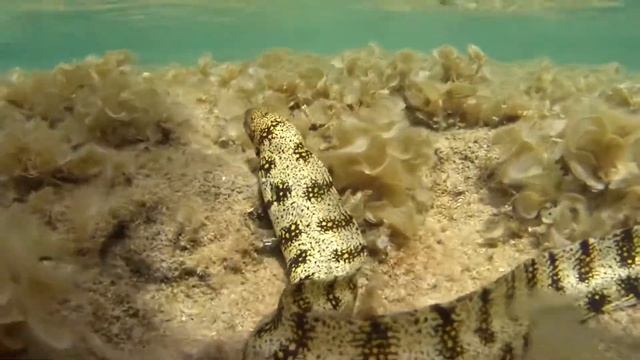 Мурена ехидна в Египте смотреть онлайн