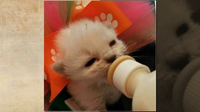 Она не смогла пройти мимо брошенного, слепого котенка, а тот оказался представителем редкой породы смотреть онлайн