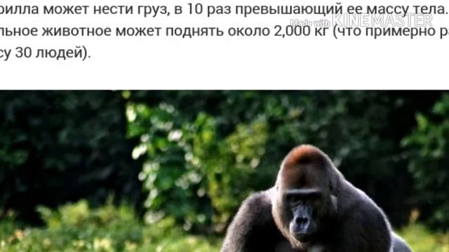 Топ 5 самых сильных животных смотреть онлайн