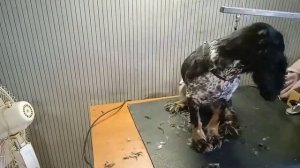 ✂️Стрижка, груминг. Русский охотничий спаниель Люсенька