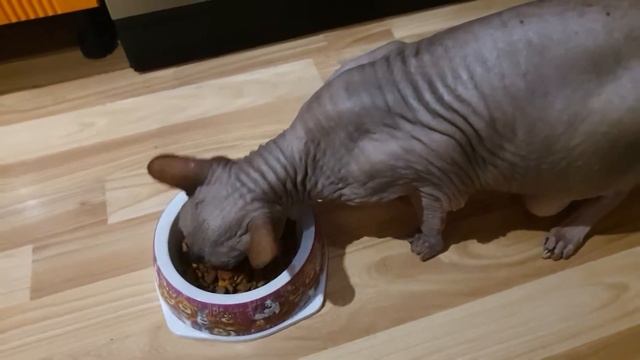 Наш сфинкс очень любит корм! смотреть онлайн