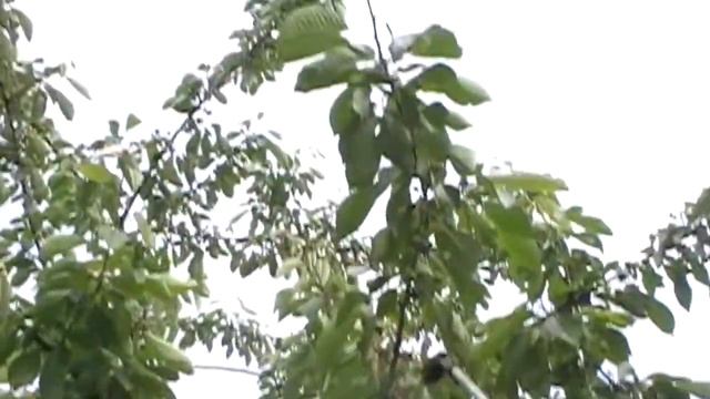 Инсектицид Актара боремся с личинками вишневой мухой на черешне смотреть онлайн