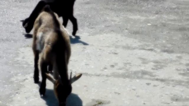 Камерунский козёл смотреть онлайн