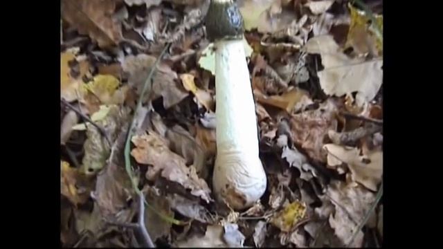 Грибы Весёлки и "ведьмины" яйца. Где растут веселки. смотреть онлайн