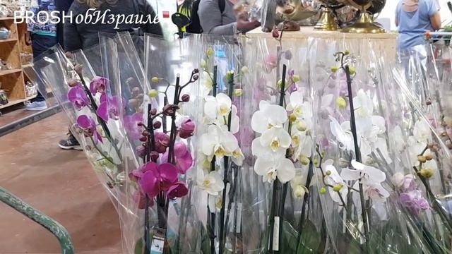 705.Ответы на актуальные вопросы об Израиле 2021 смотреть онлайн