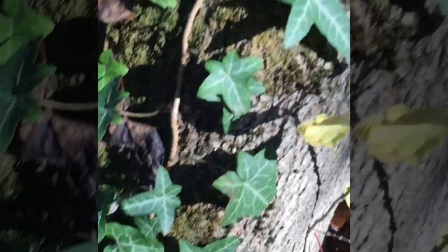 Плющ смотреть онлайн